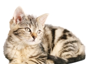 开云体育app-当南美风暴遇见欧洲新王，贝林厄姆的生涯之夜与一场跨越时空的足球对话